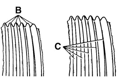 Знос беражкоў рэбраў прываднага рамяня