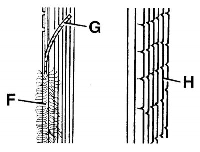 Разлахмочванне бакавых рэбраў (F), расколіны (H) і адпластаванне бакавых рэбраў (G)
